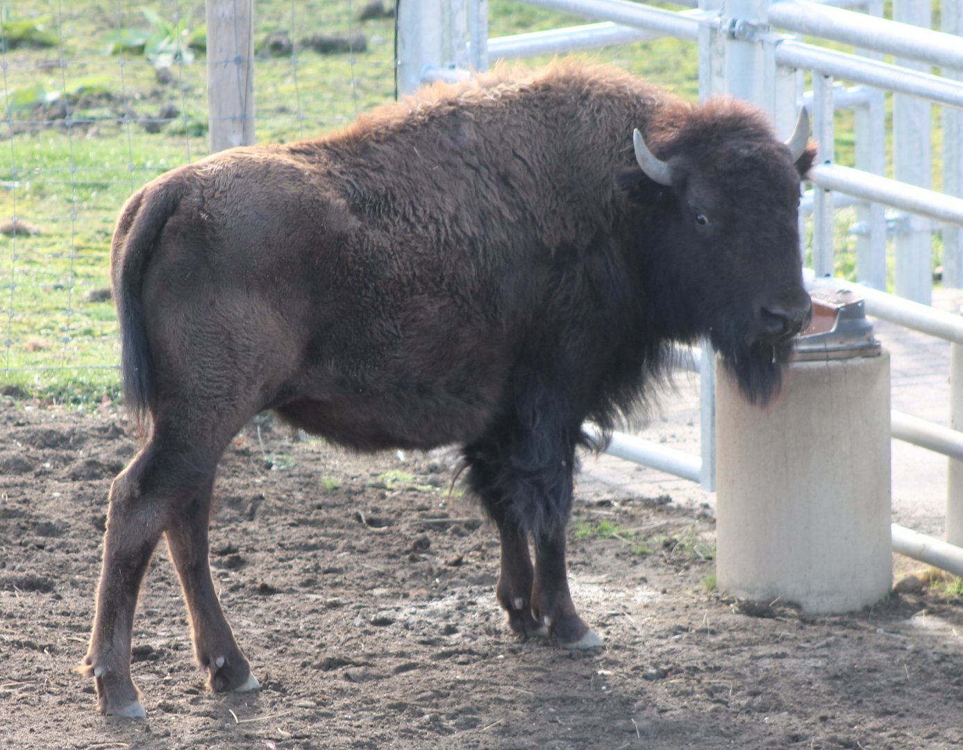 American buffalo