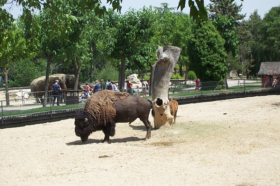 American Buffalo