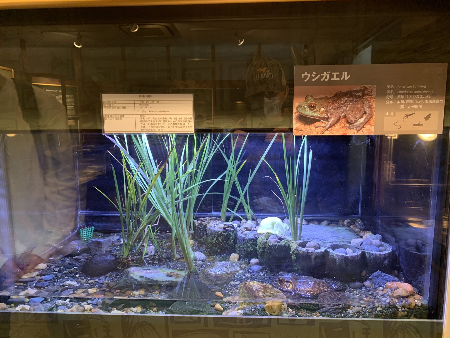 American Bull Frog Exhibit