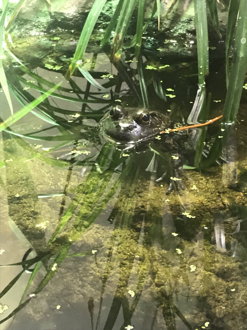 American bullfrog (2019)