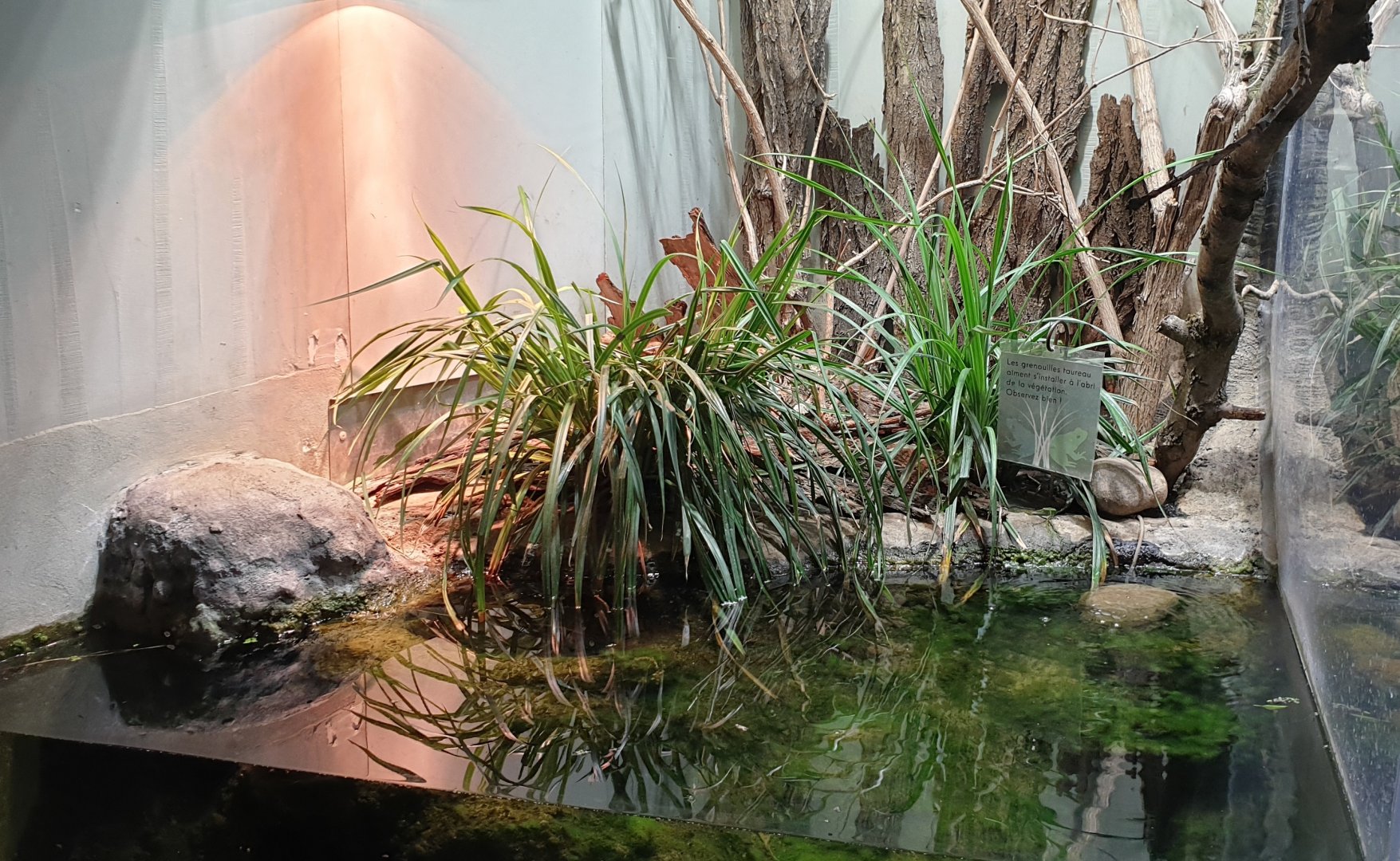 American bullfrog enclosure