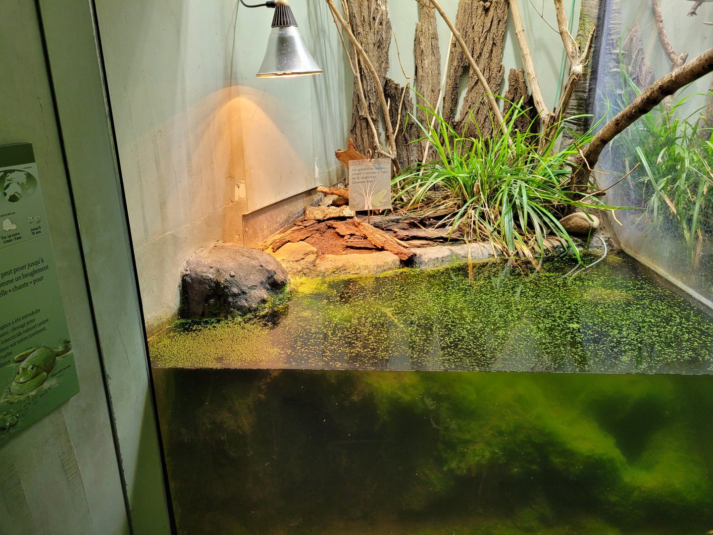 American bullfrog exhibit -Parc Zoologique de Paris (2022)