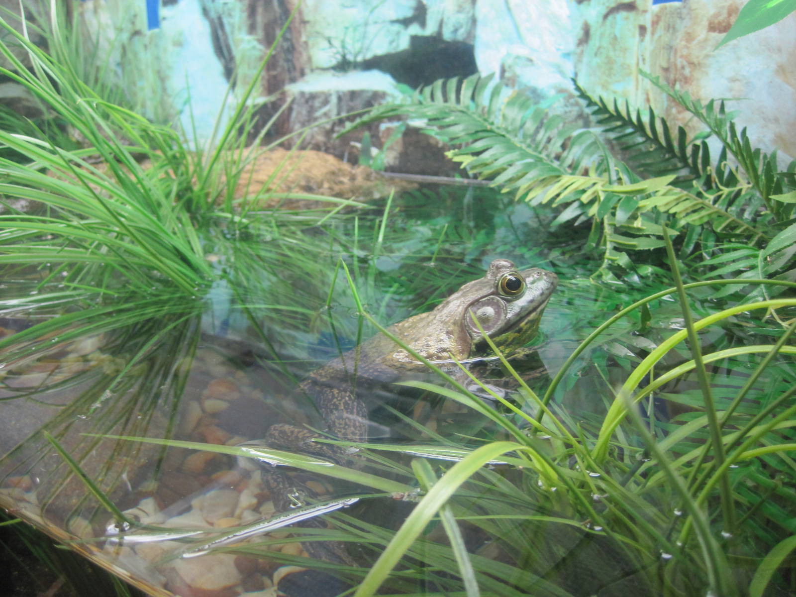 American Bullfrog exhibit