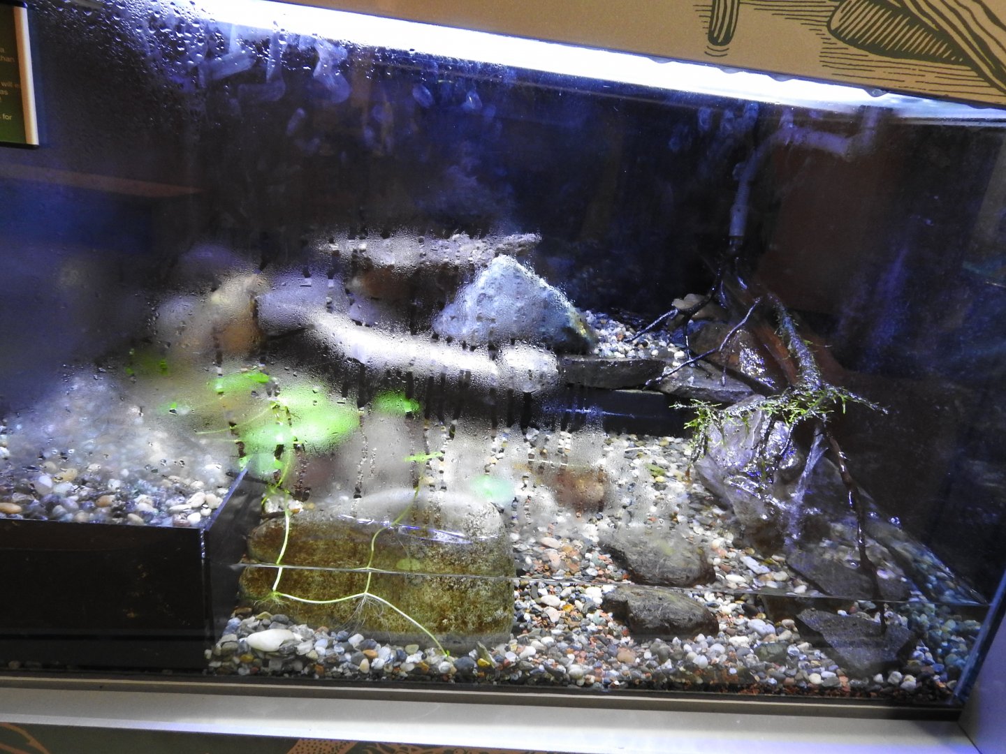 American Bullfrog exhibit