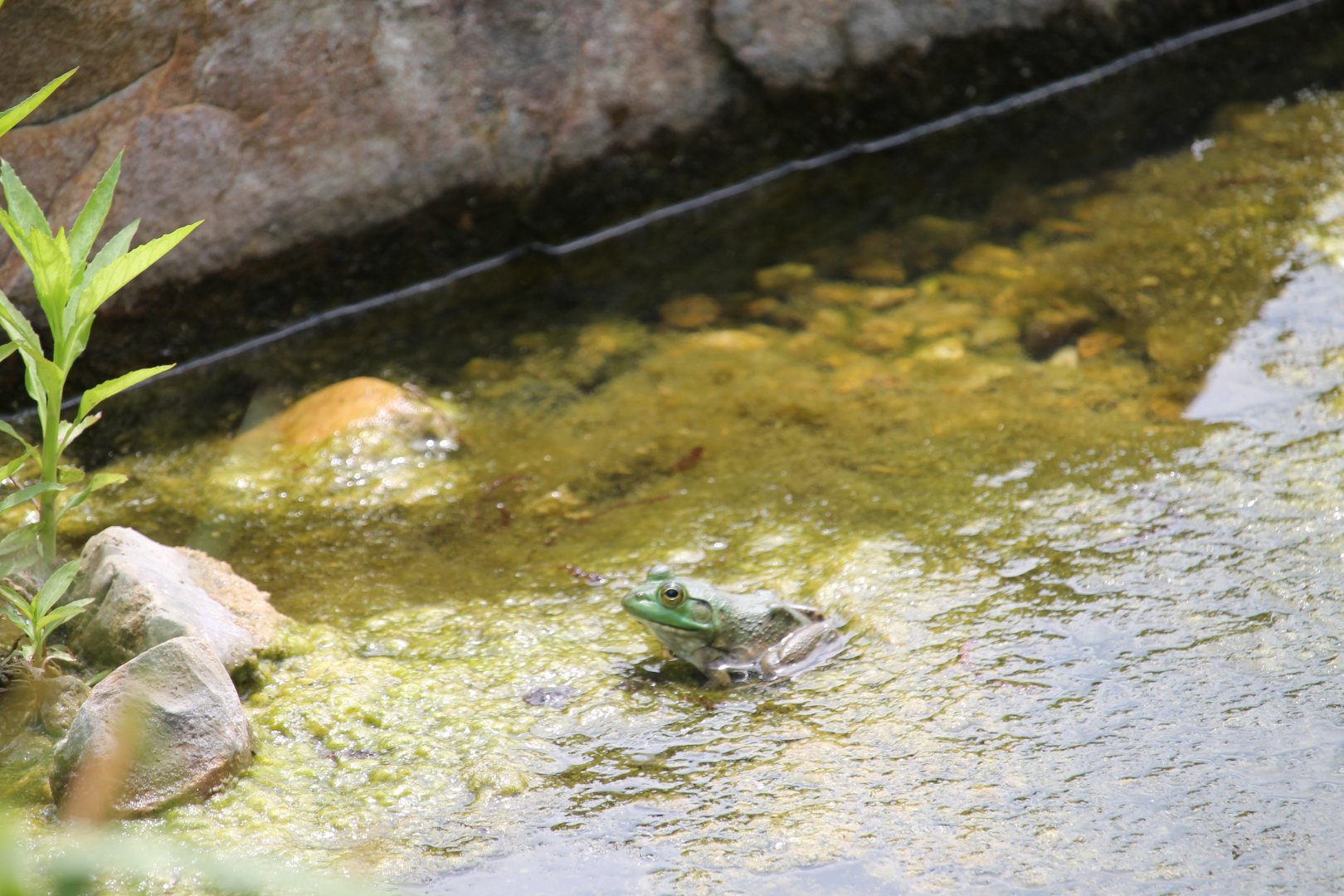 American Bullfrog, in the pond