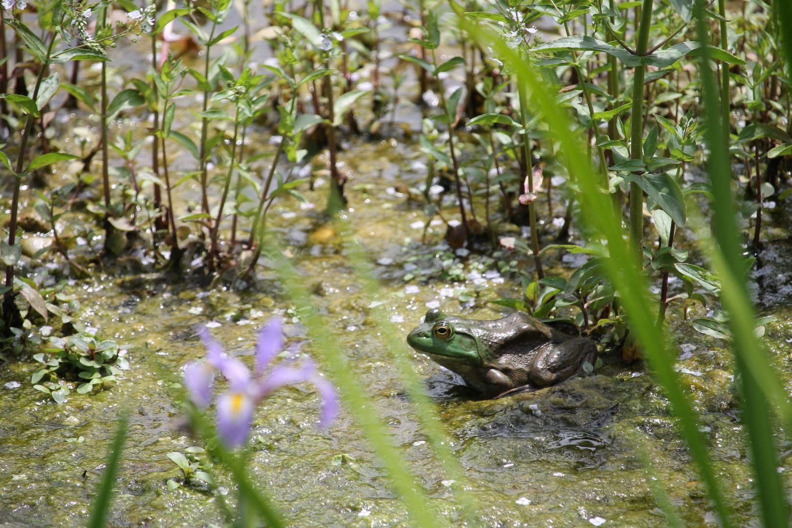American Bullfrog, in the weeds