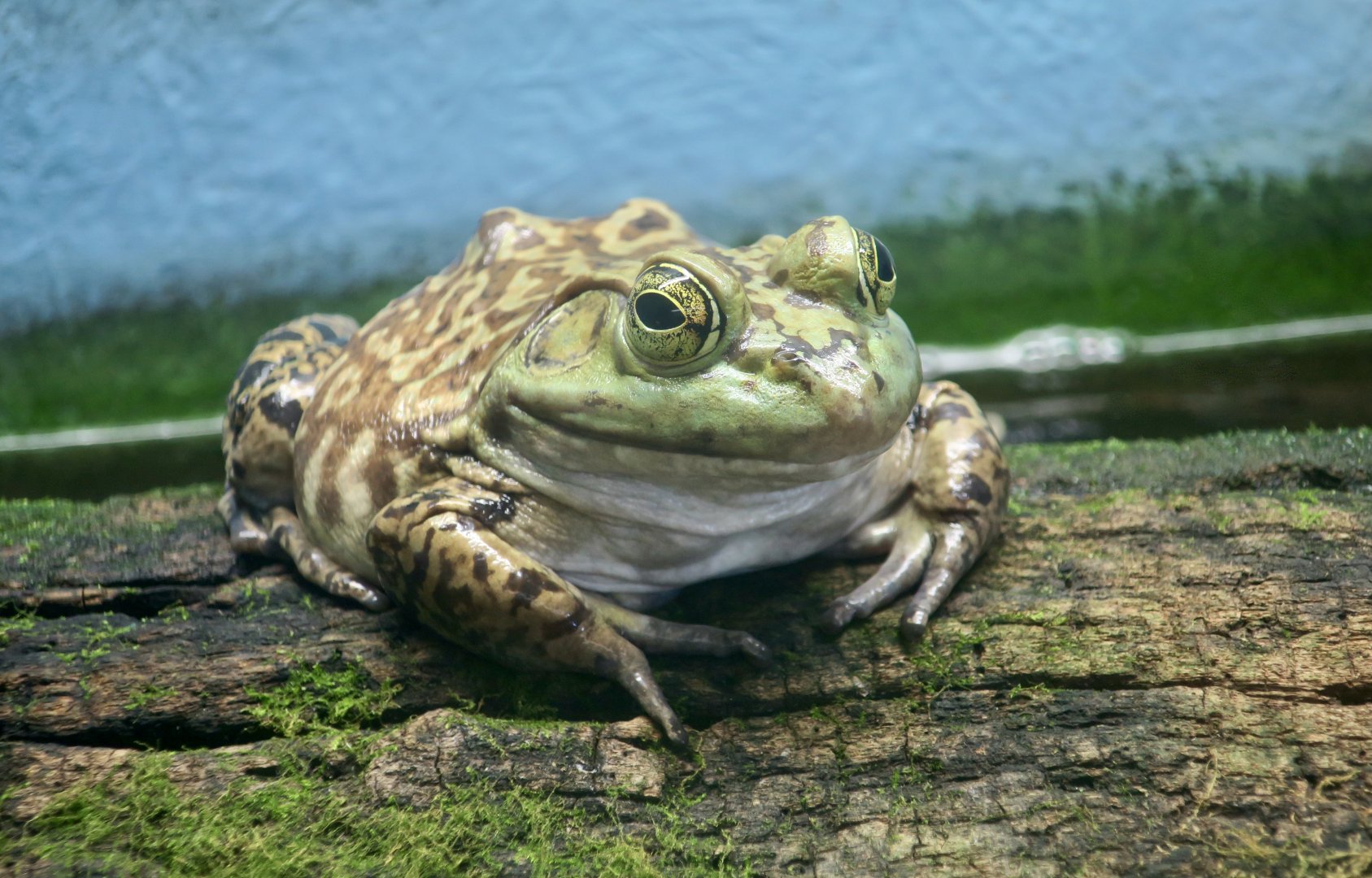 American Bullfrog (Lithobates catesbeianus) - Cold Spring Harbor Fish Hatchery & Aquarium
