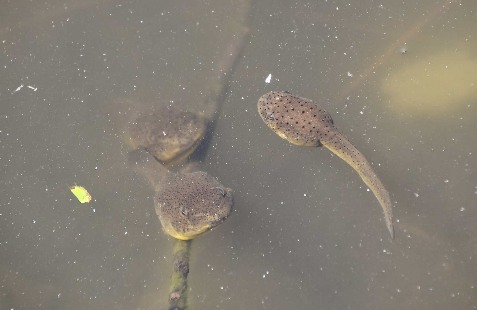 American Bullfrog (Lithobates catesbeianus) tadpoles - wild