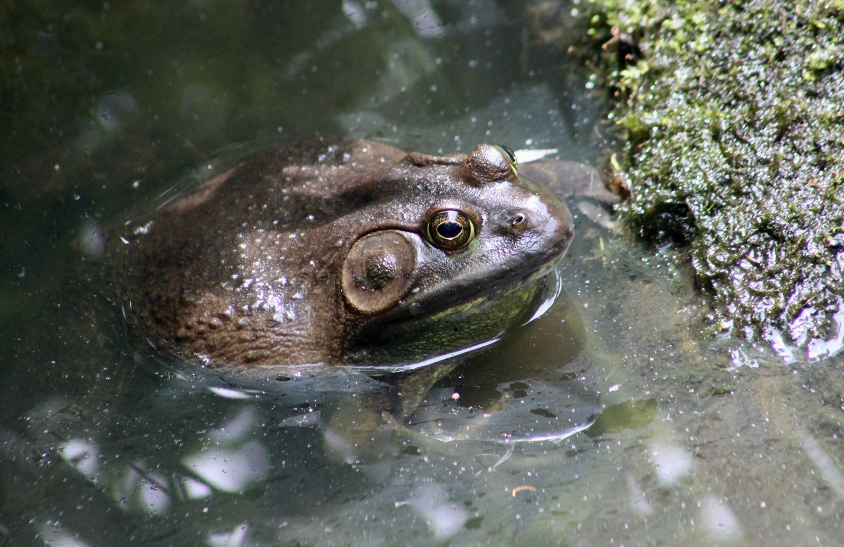 American Bullfrog (Lithobates catesbeianus) - wild