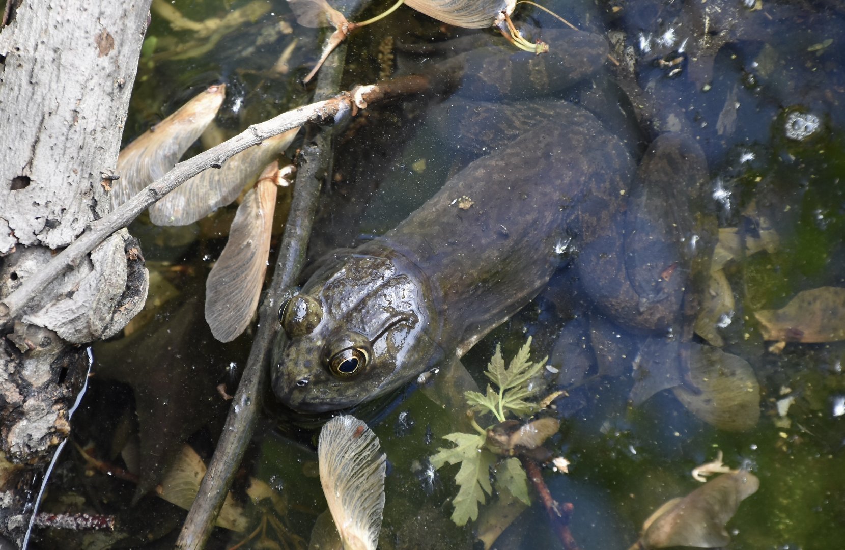 American Bullfrog (Lithobates catesbeianus) - wild