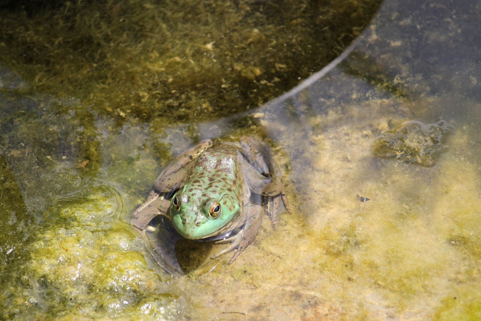American Bullfrog (Lithobates catesbeianus)