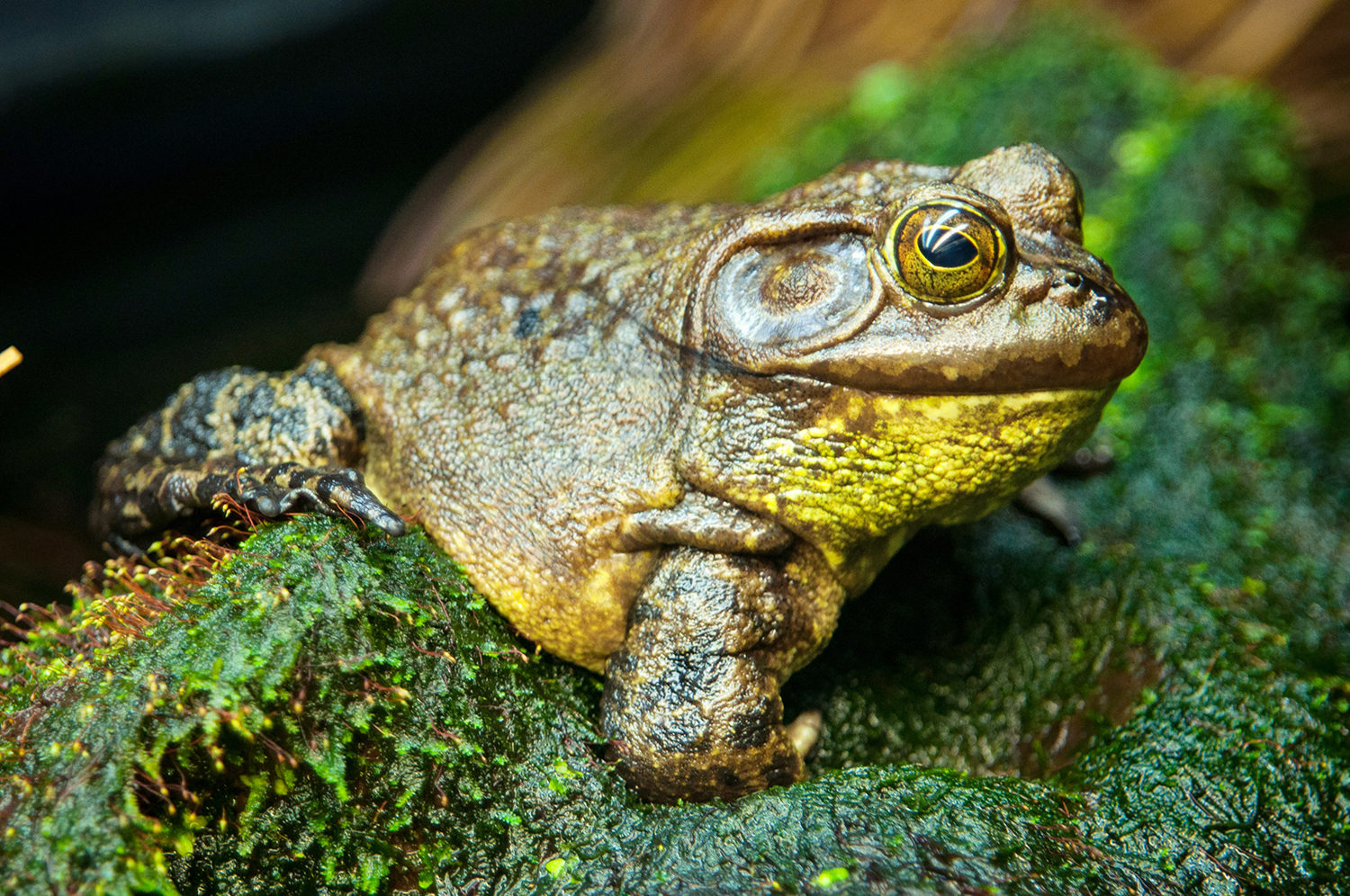 American bullfrog (Lithobates catesbeianus)
