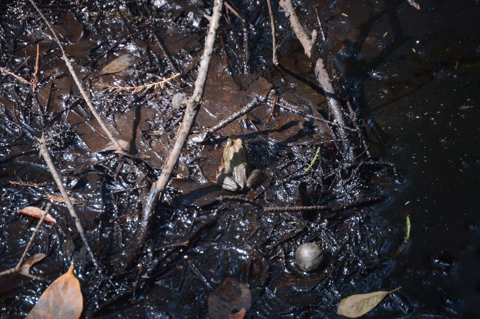 American Bullfrog (Lithobates catesbeianus)