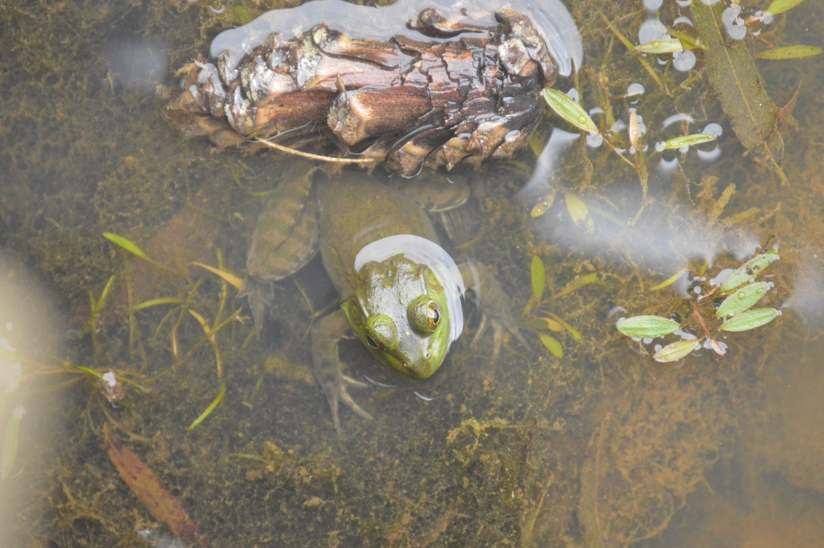 American Bullfrog (Lithobates catesbeianus)