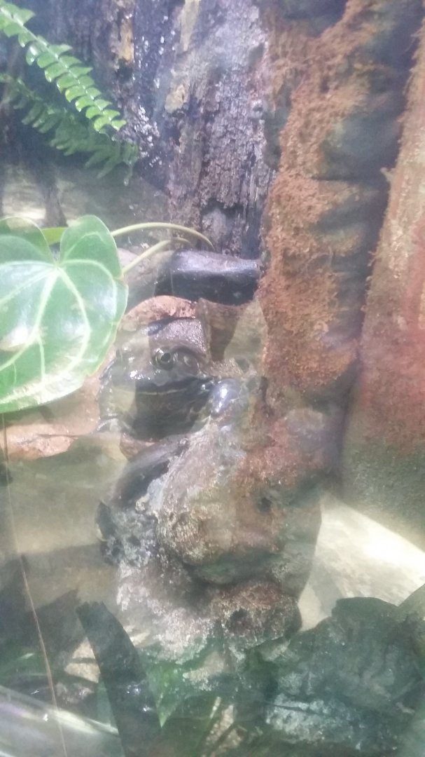 American bullfrog (Lithobates catesbeianus)