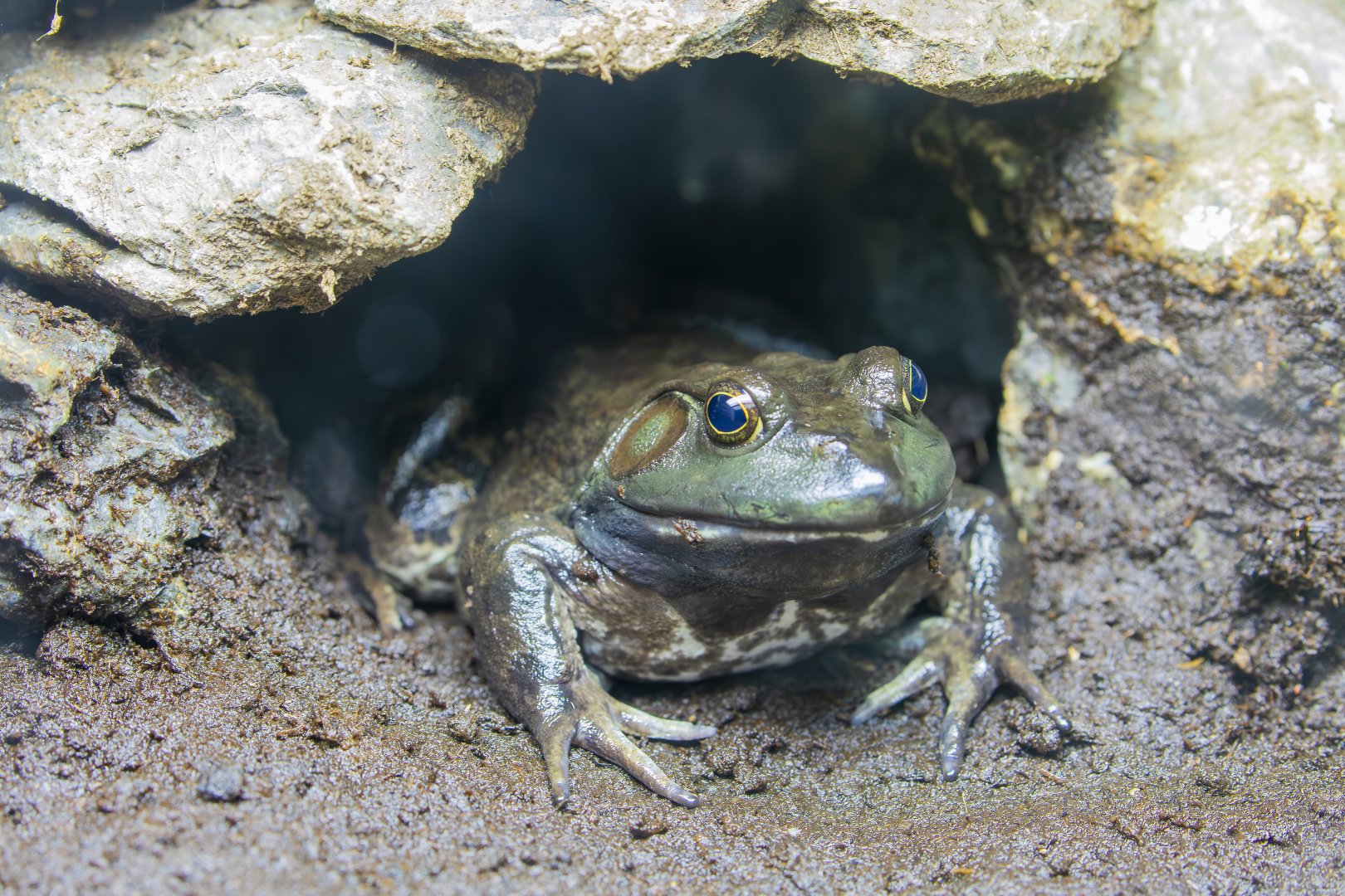 American bullfrog (Lithobates catesbeianus)
