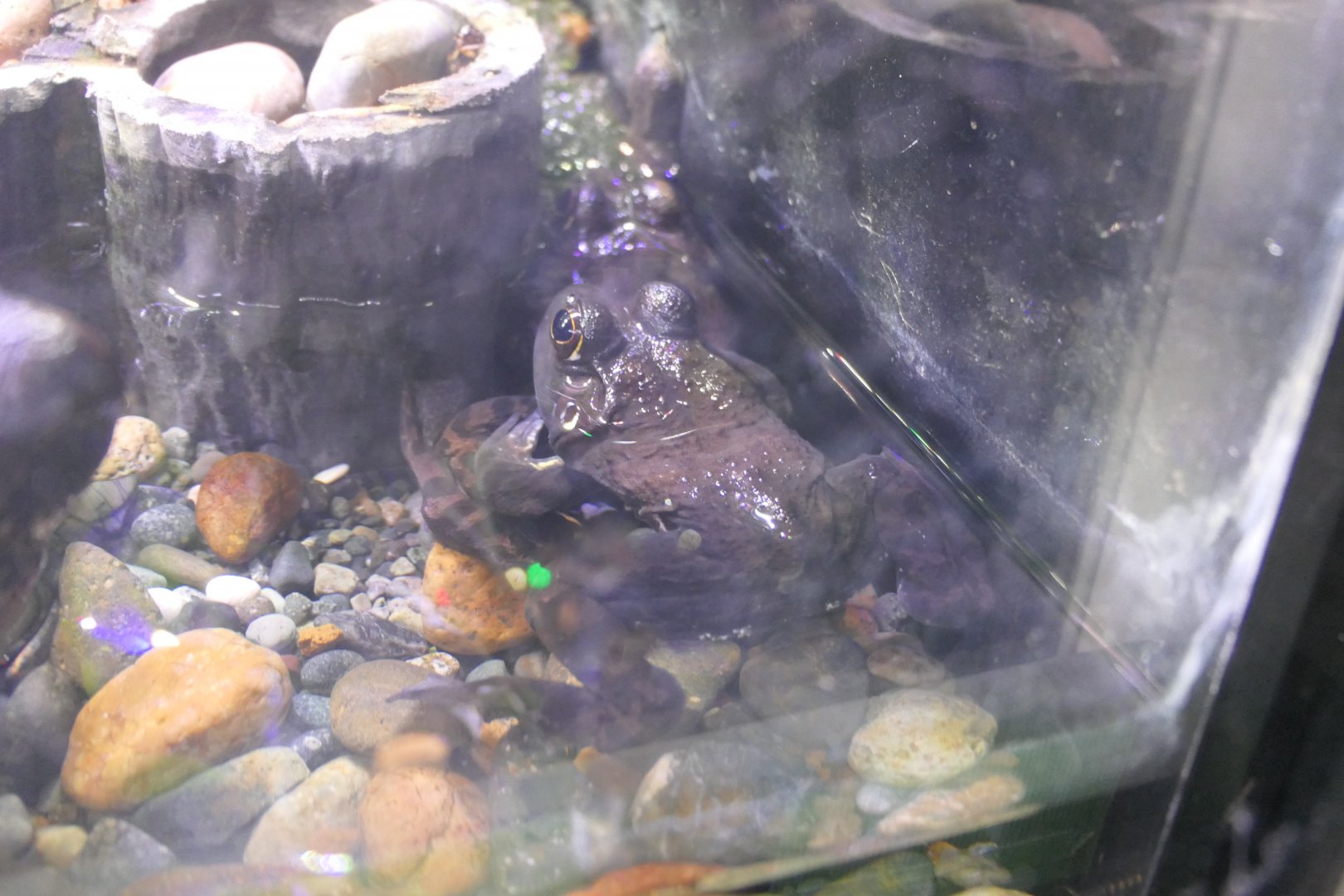 American Bullfrog (Lithobates catesbianus)