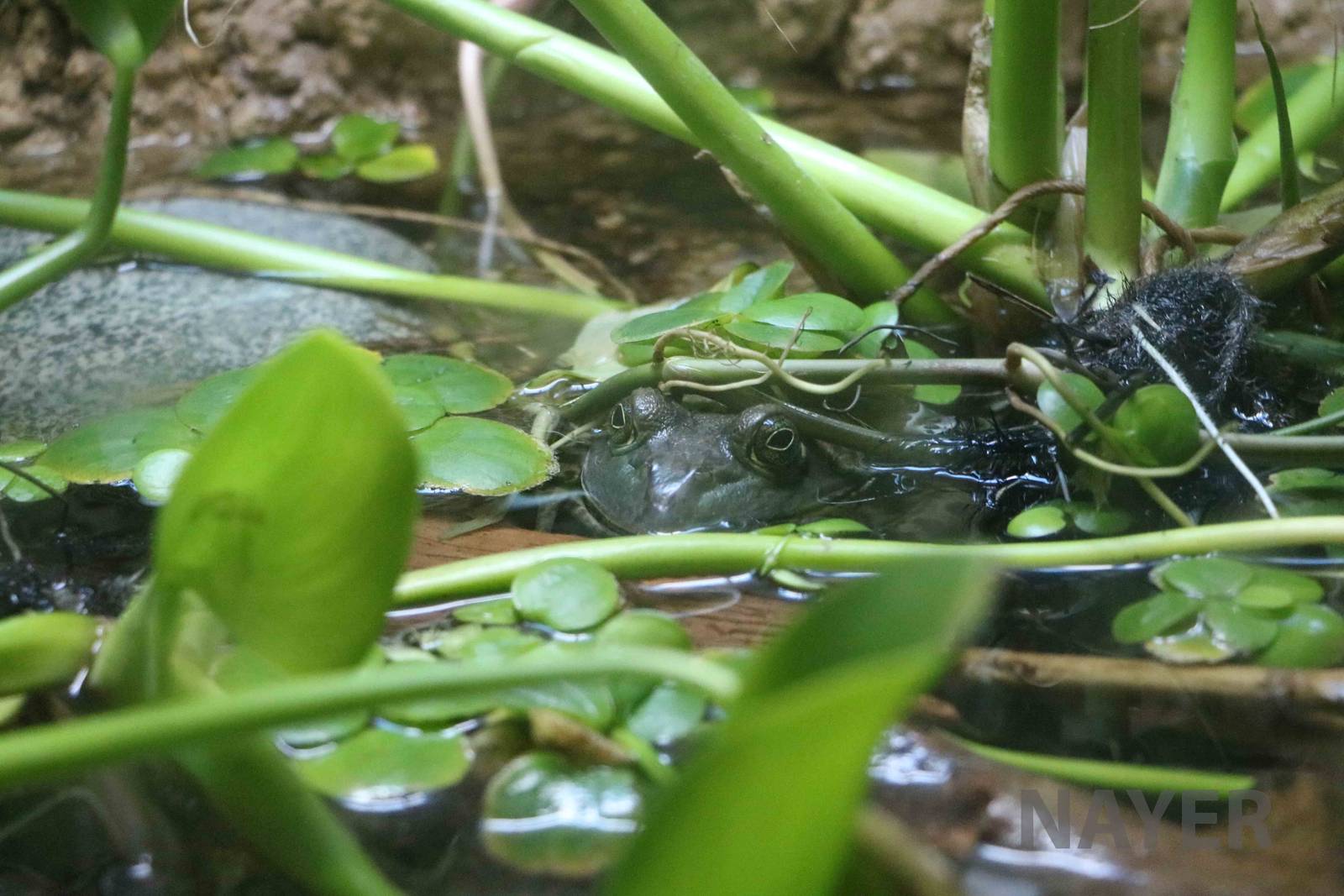 American bullfrog - Mendoza Aquarium, April 2016