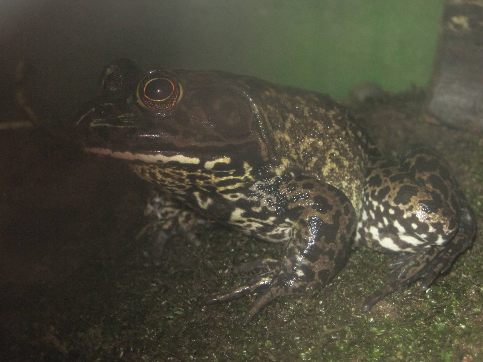 American Bullfrog