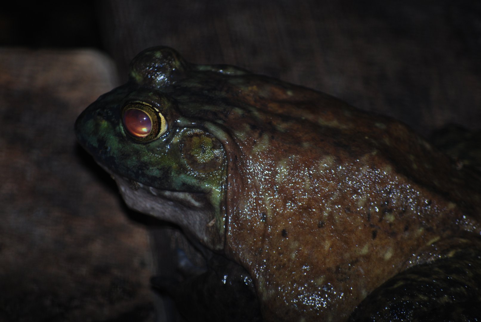 American Bullfrog