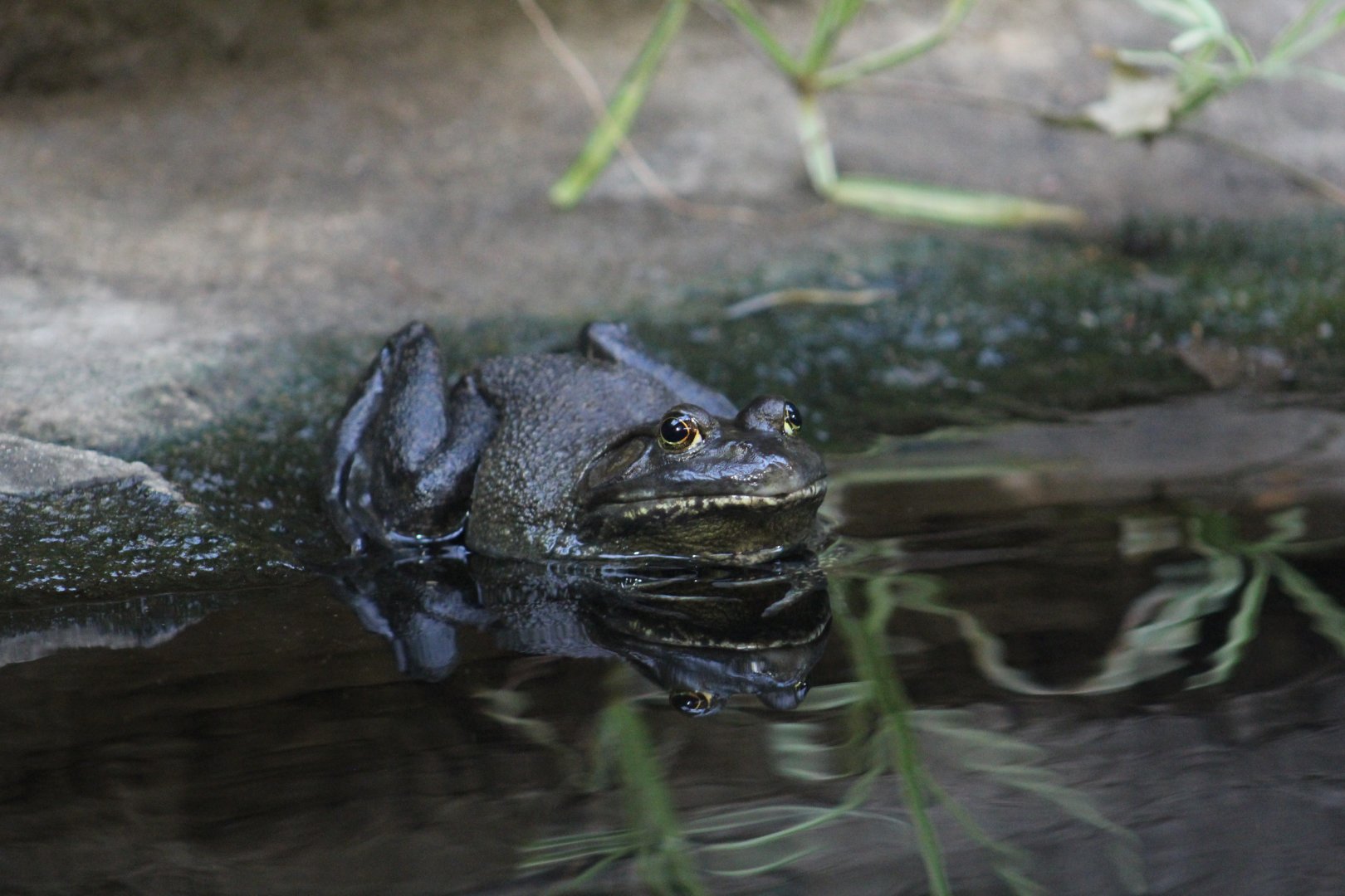 American Bullfrog