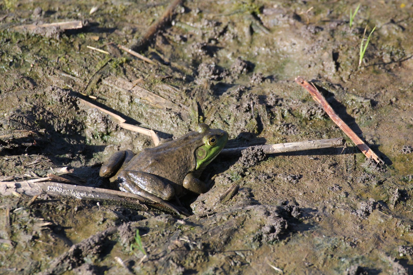 American Bullfrog
