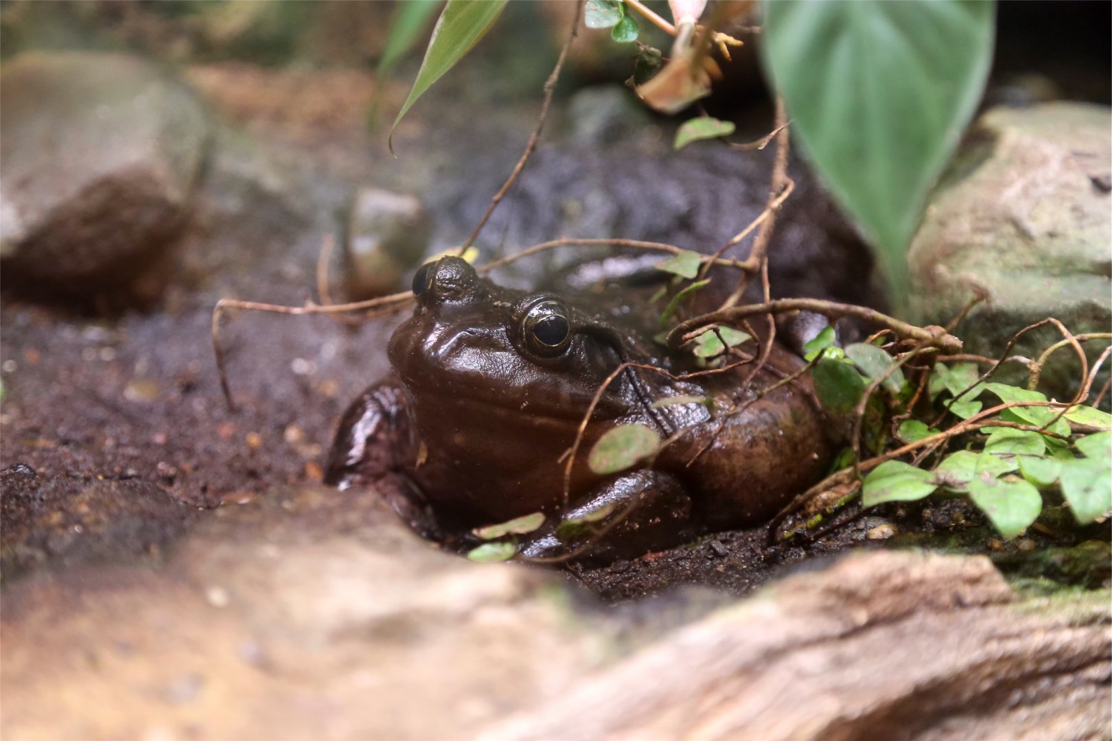American Bullfrog