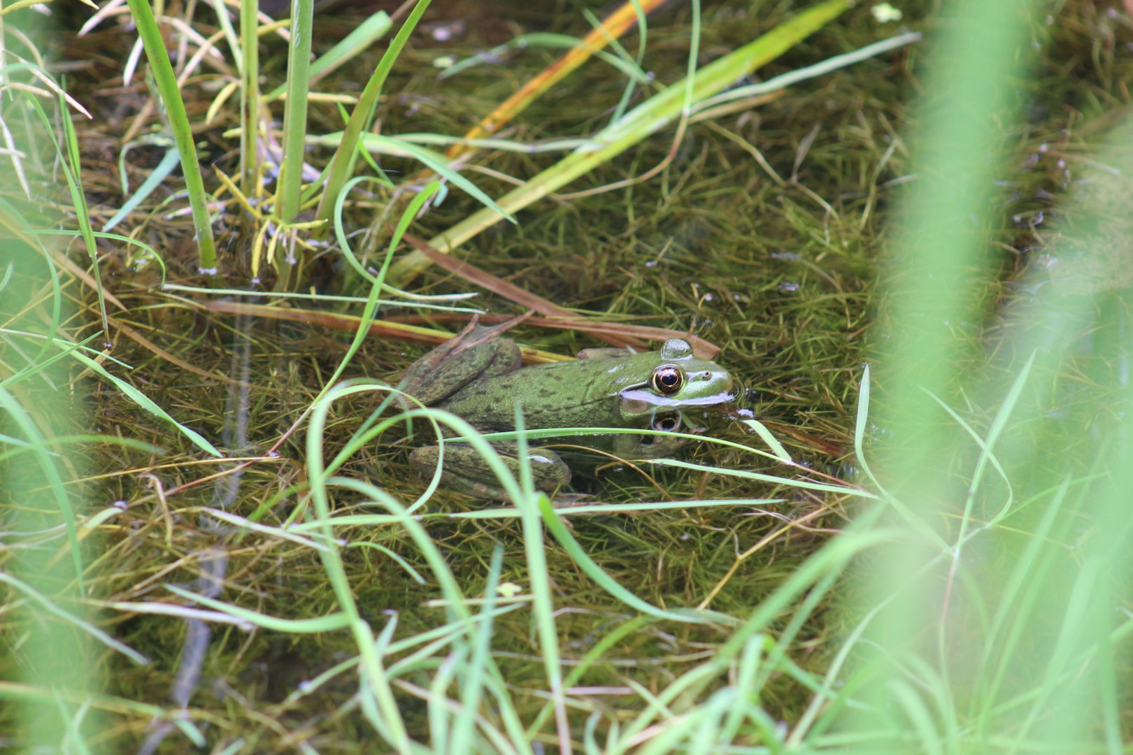 American Bullfrog