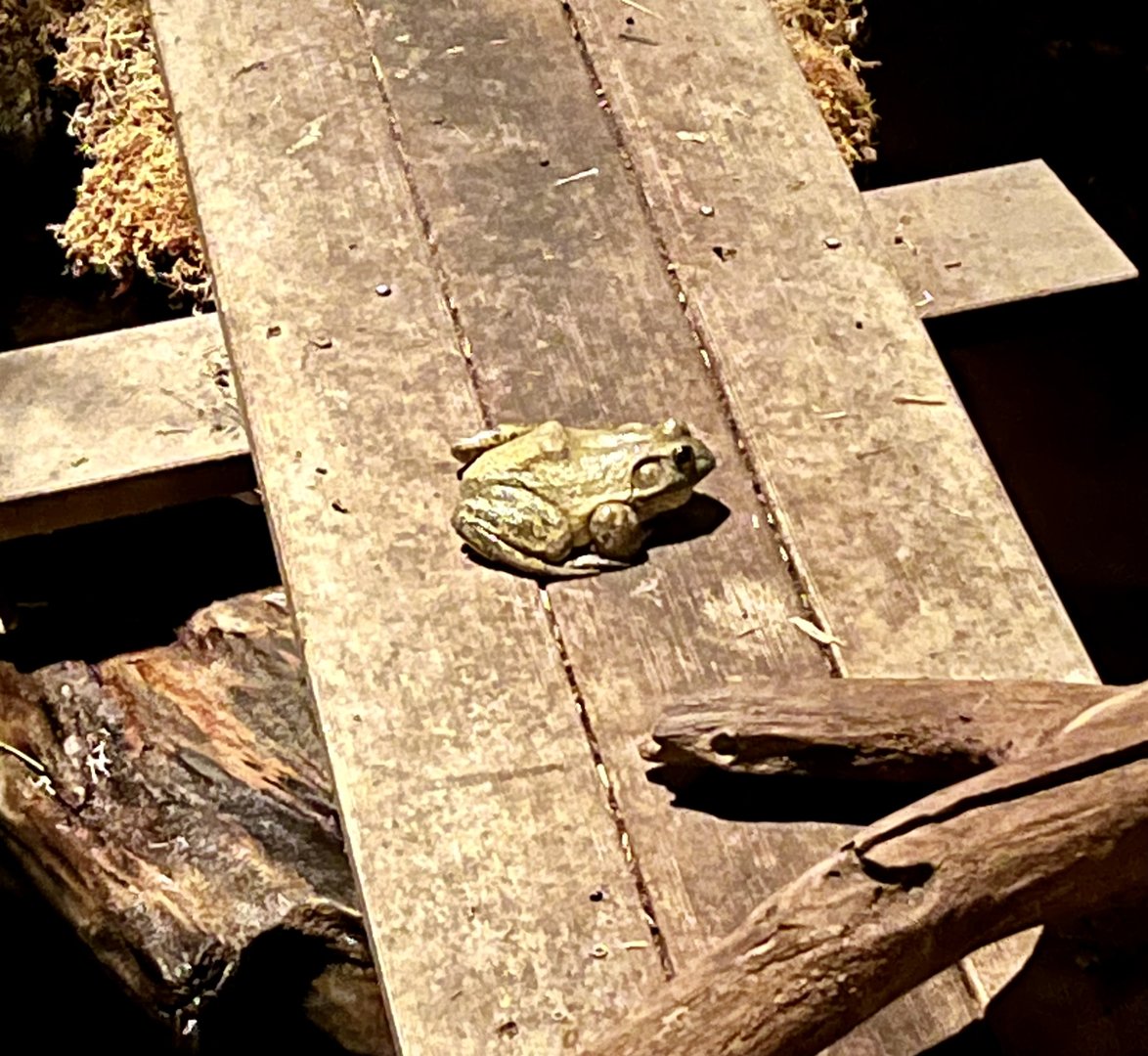 American Bullfrog