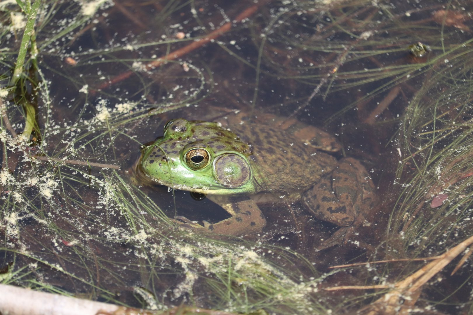 American Bullfrog