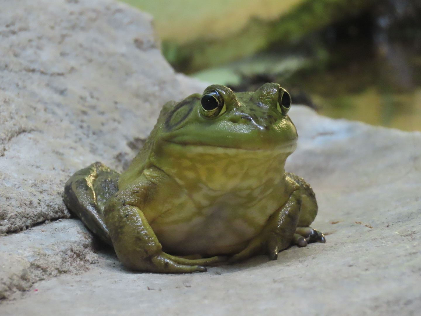 American Bullfrog