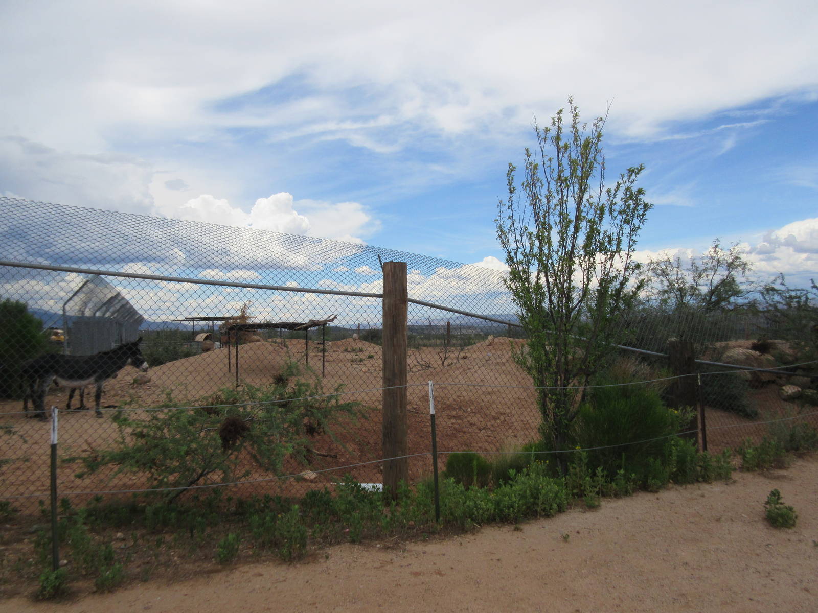 American Burro Exhibit