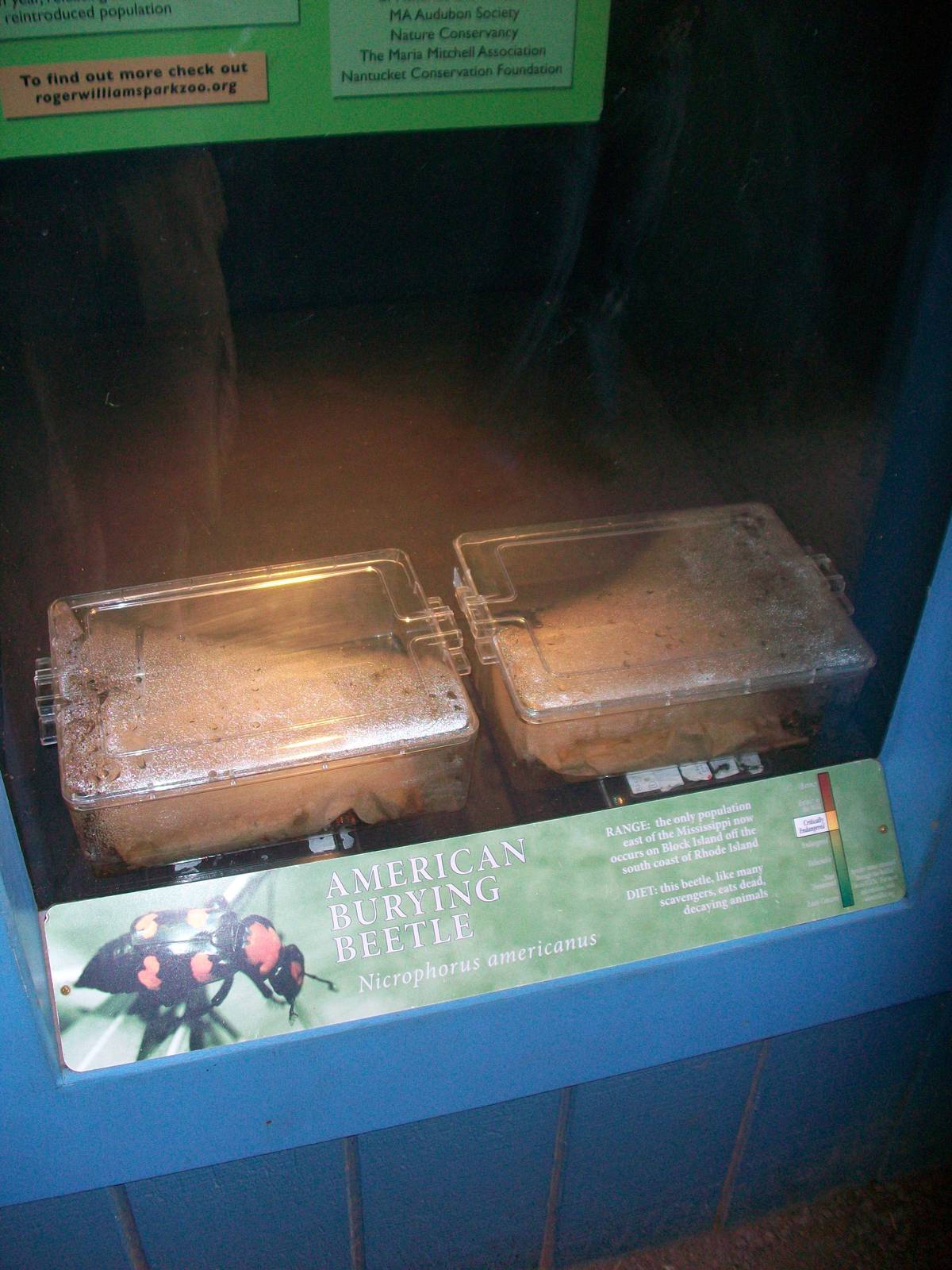 American Burying Bettle Exhibit - 2009