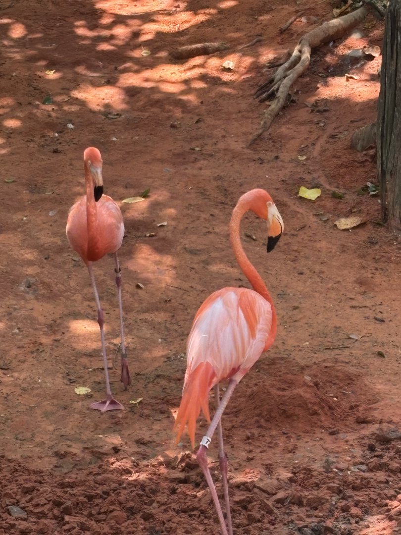 American/Caribbean Flamingo - 5/27/2025