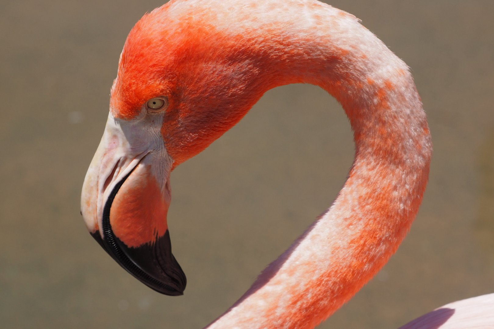 American (Caribbean) flamingo