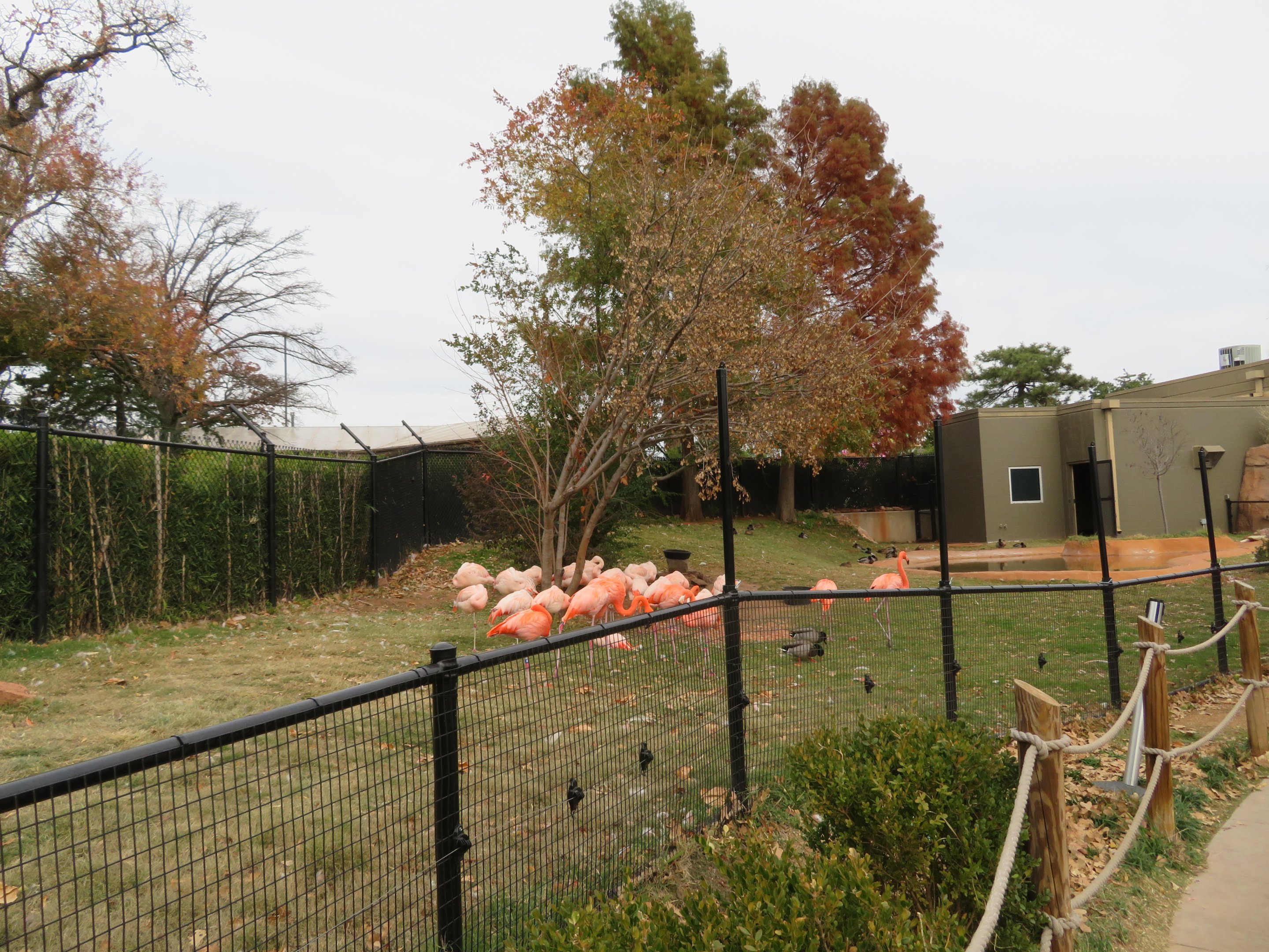American & Chilean Flamingo Exhibit