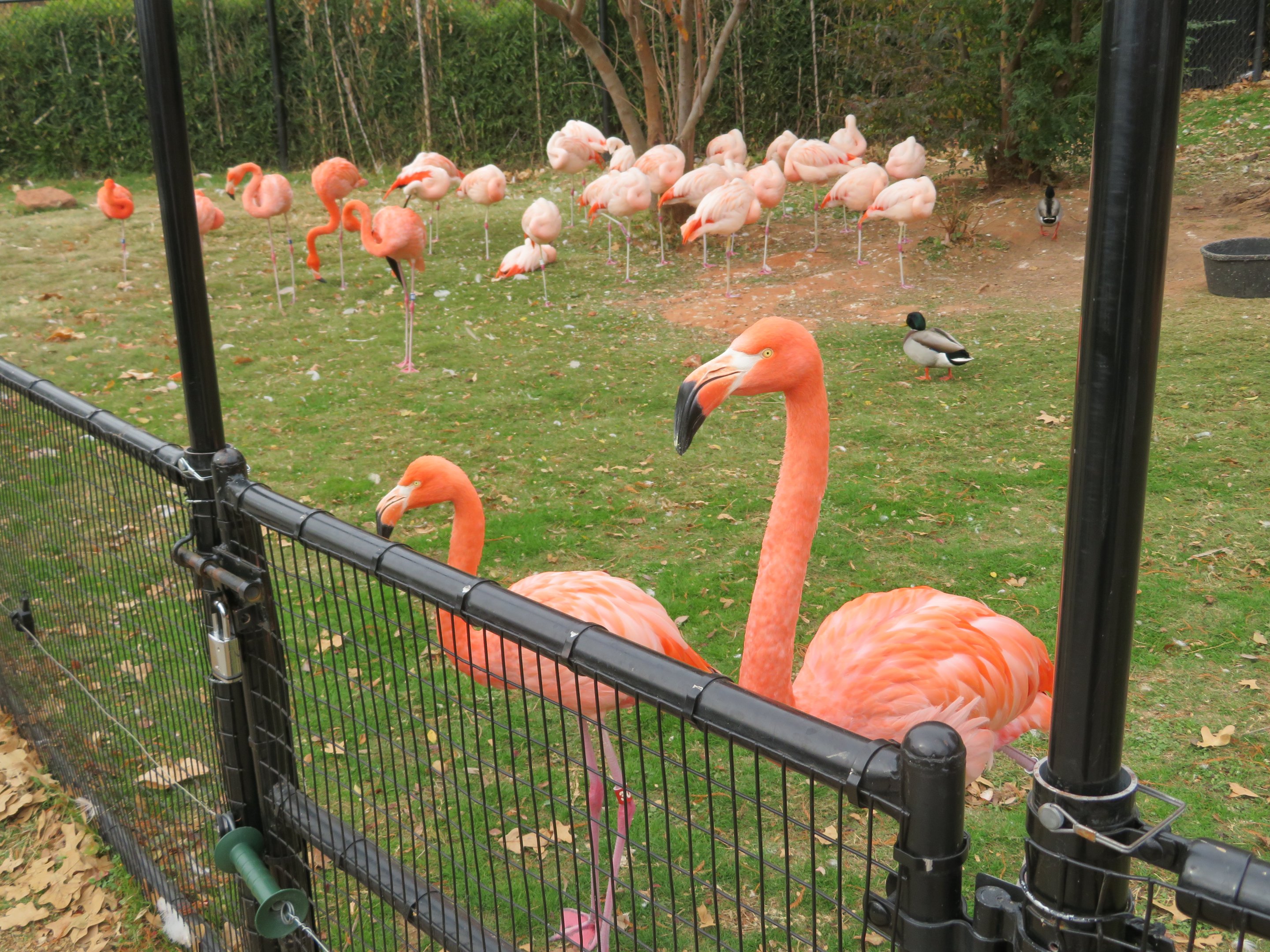 American & Chilean Flamingos