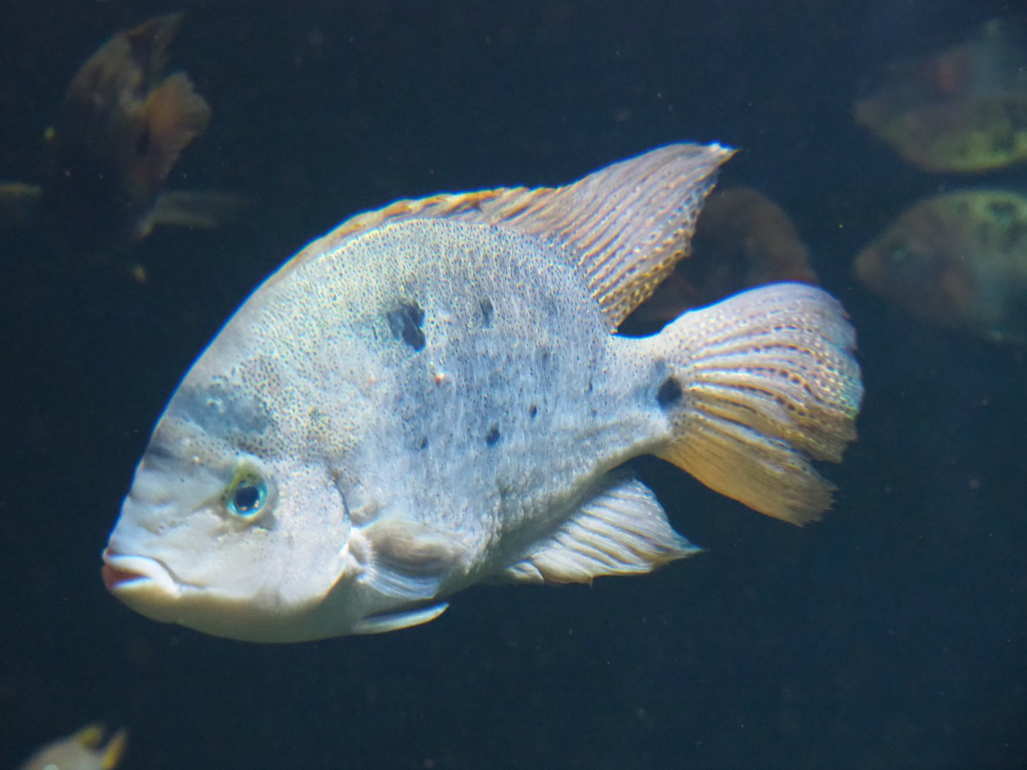 American cichlid ID - Zoo Antwerpen, 2019-06-26