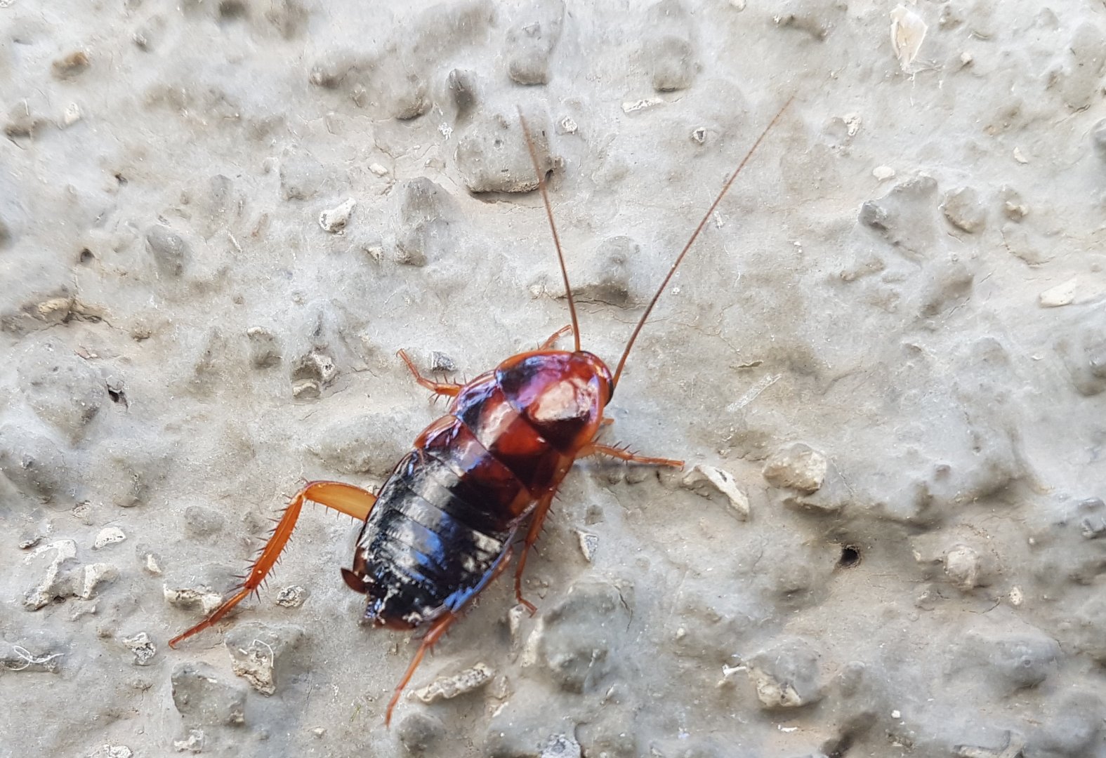 American cockroach (Periplaneta americana)