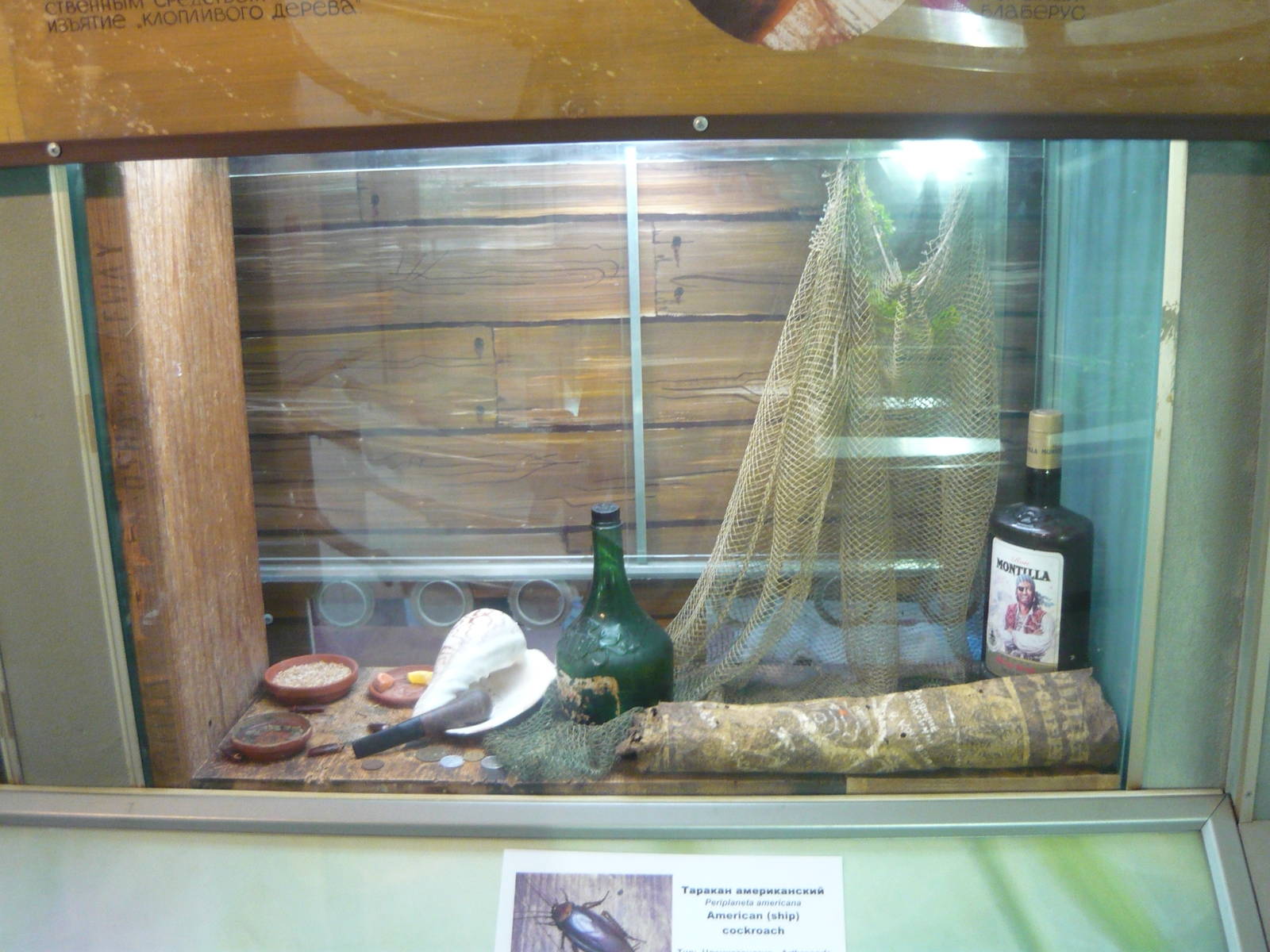 American cockroaches exhibit