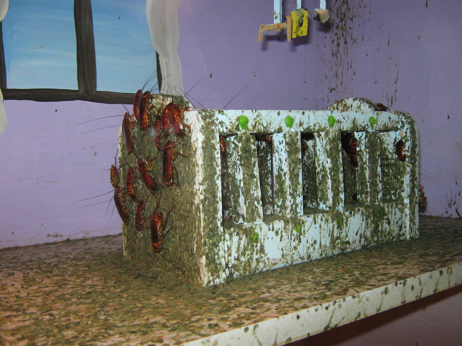 American cockroaches (Periplaneta americana)