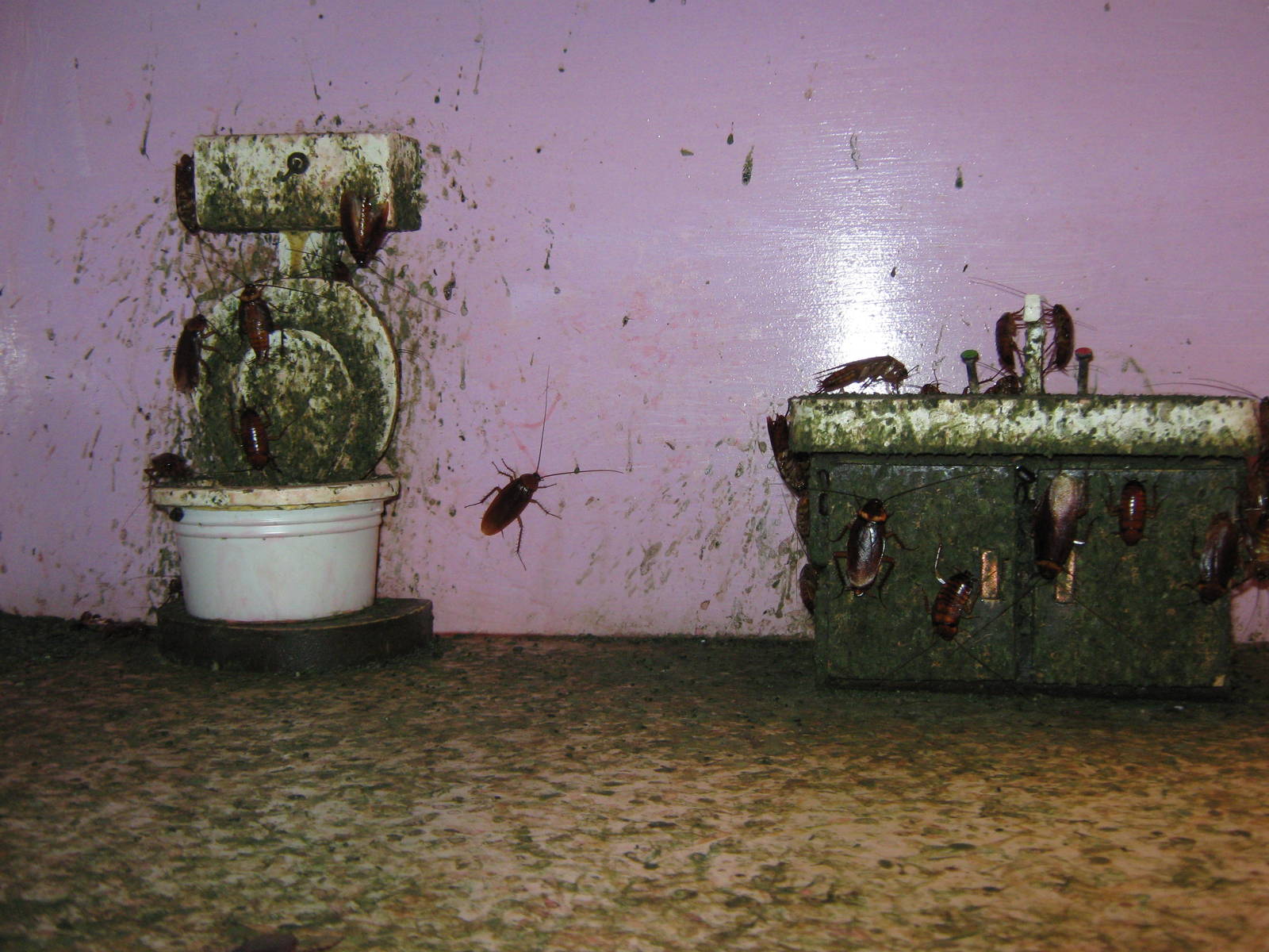 American cockroaches (Periplaneta americana)