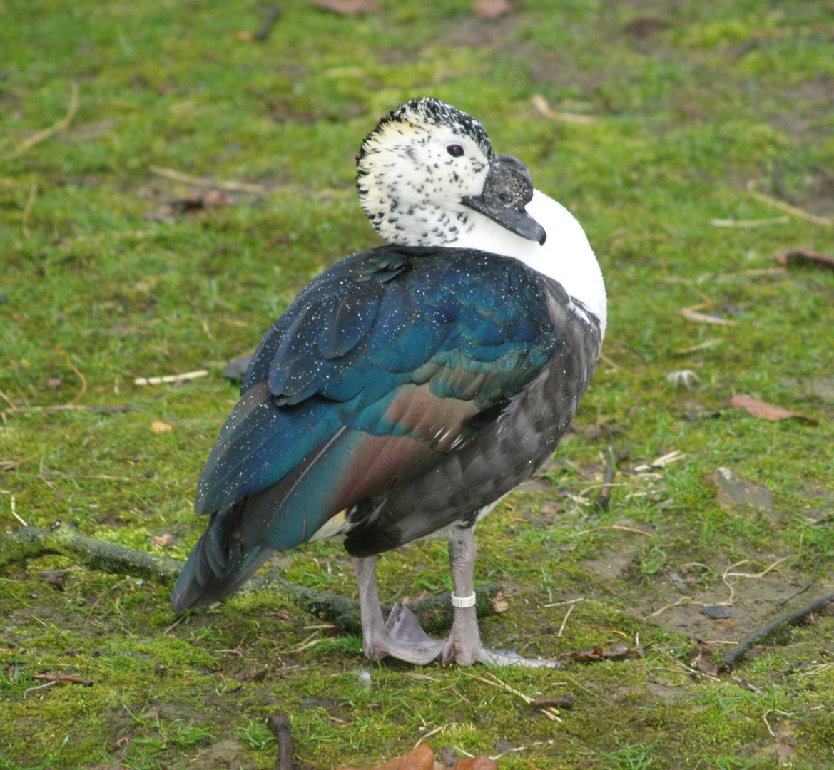 American comb duck (Sarkidiornis sylvicola), 2007-03-18
