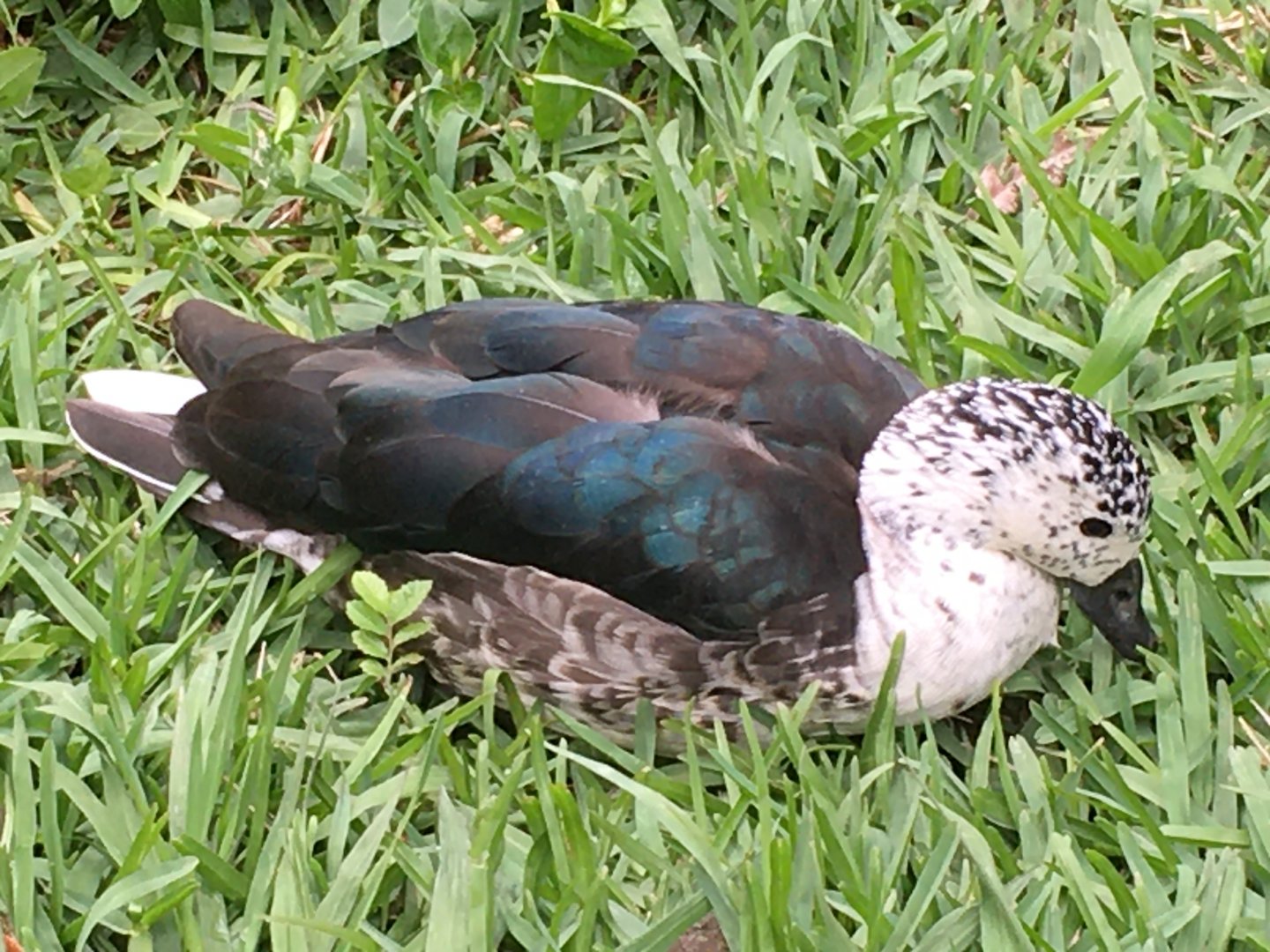 American Comb Duck (Sarkidiornis sylvicola)