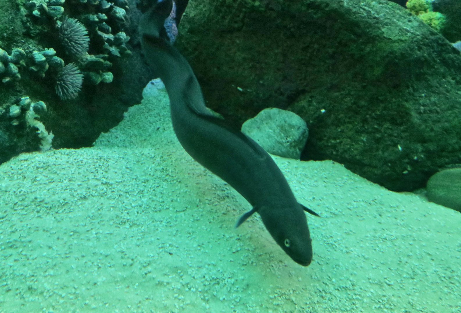 American Conger (Conger oceanicus)