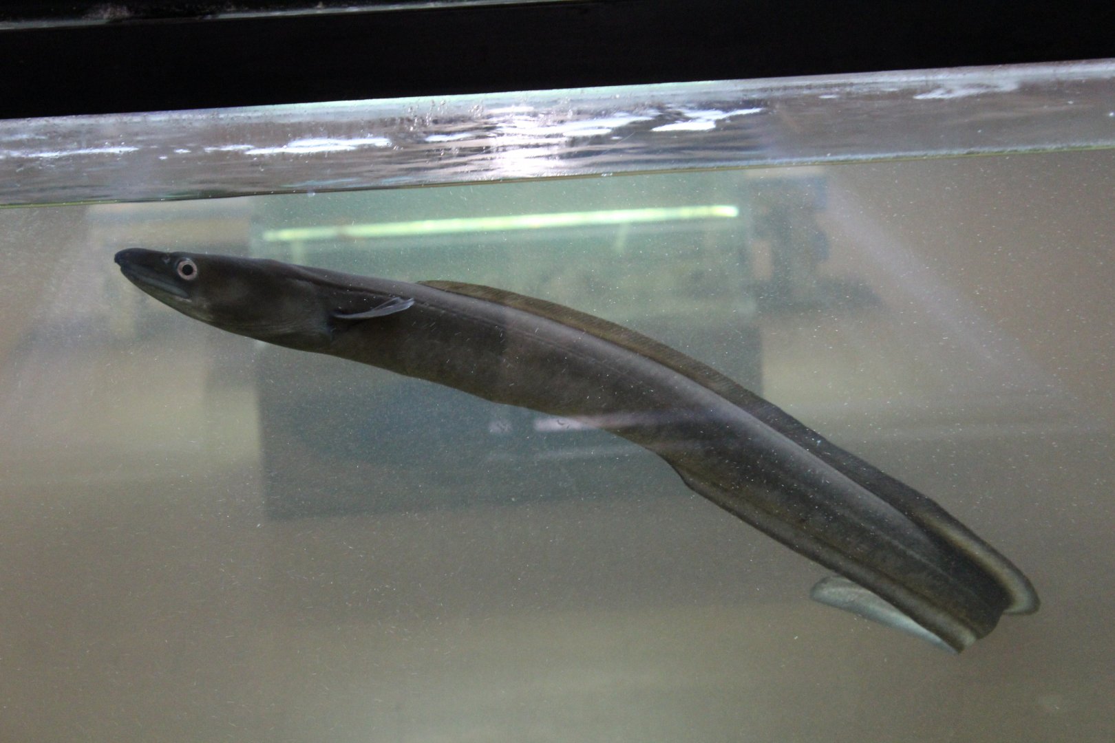 American Conger Eel