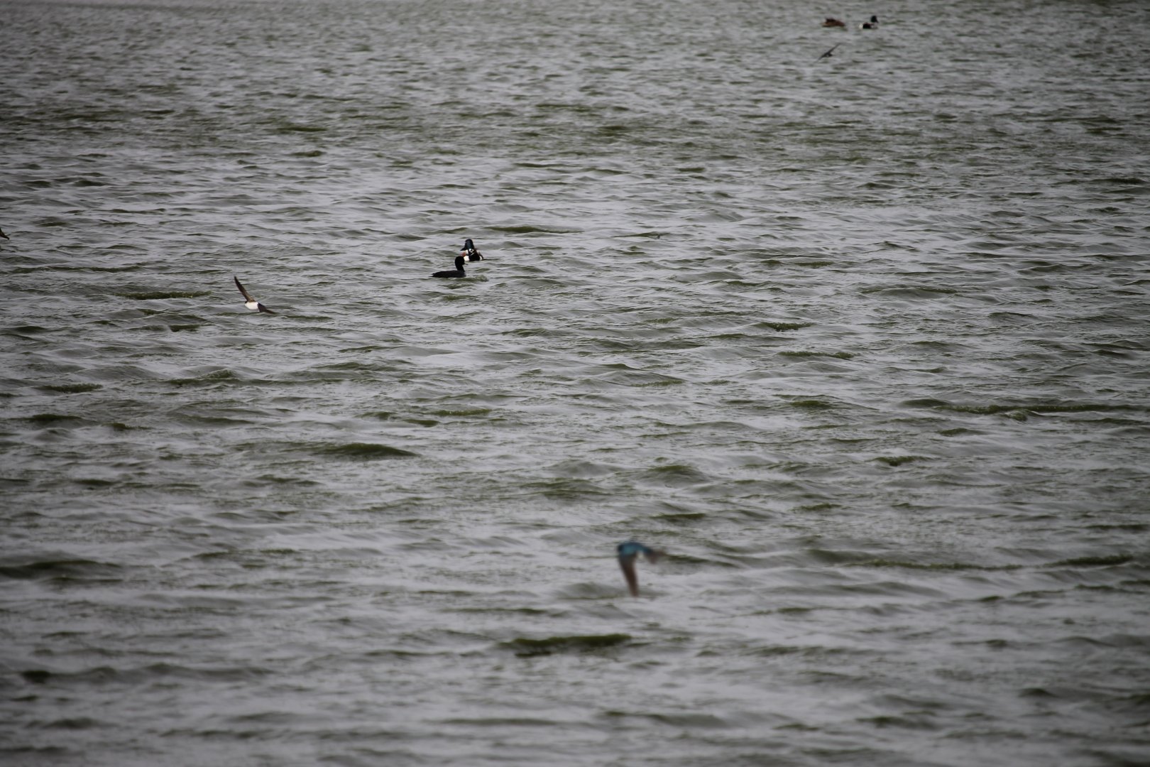 American Coot and Northern Shoveler