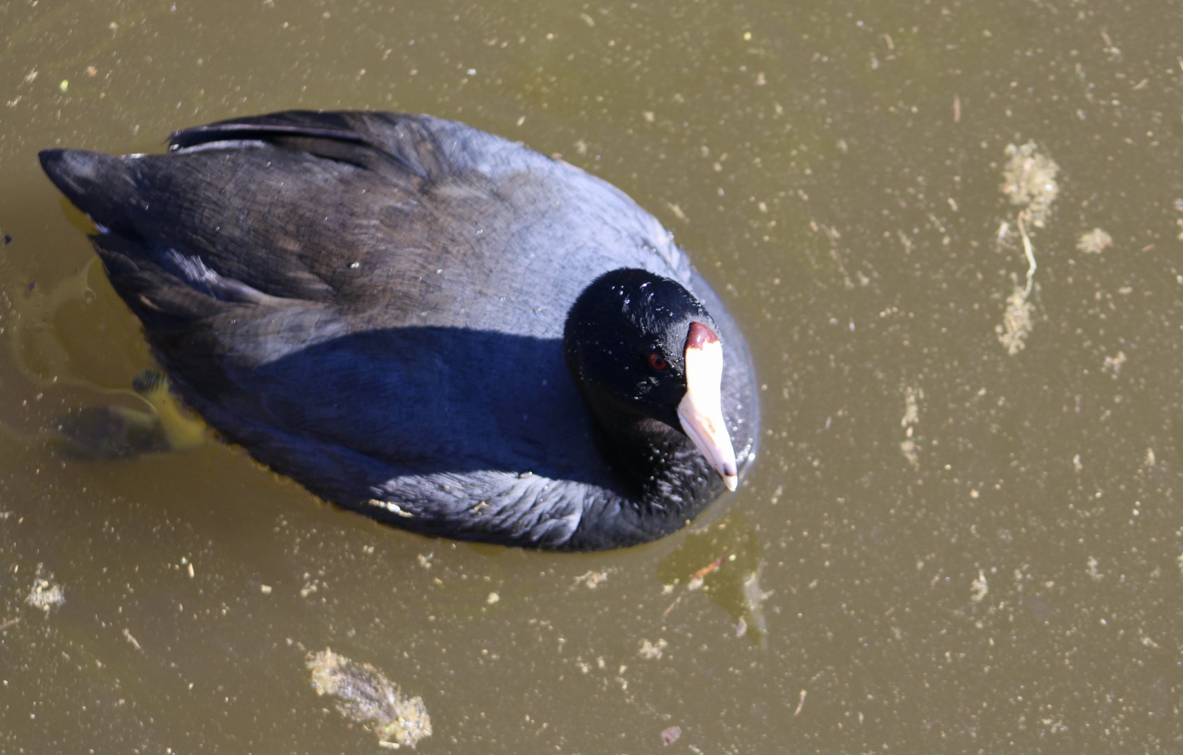 American Coot (Fulica americana americana) wild