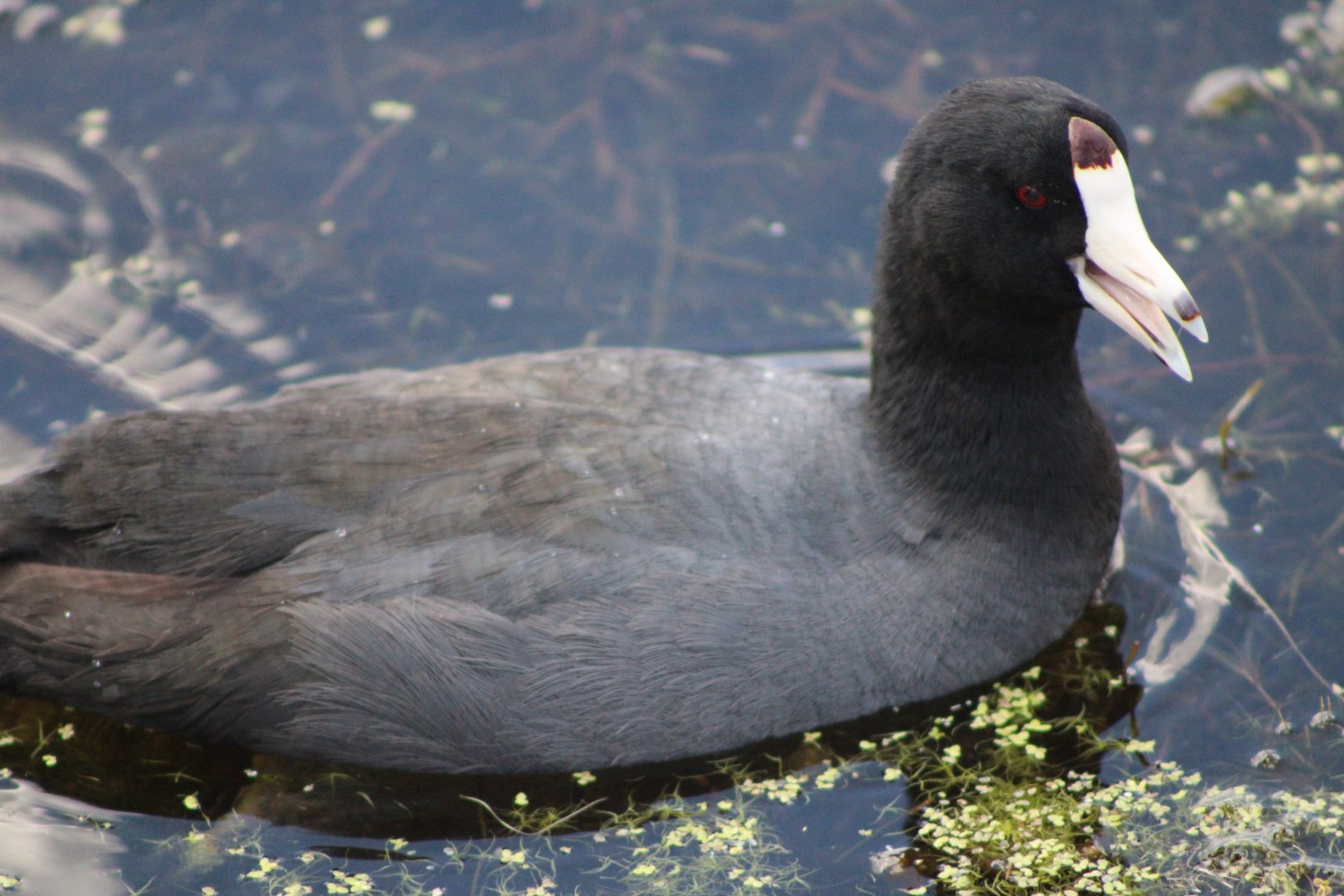 American Coot (Fulica americana)