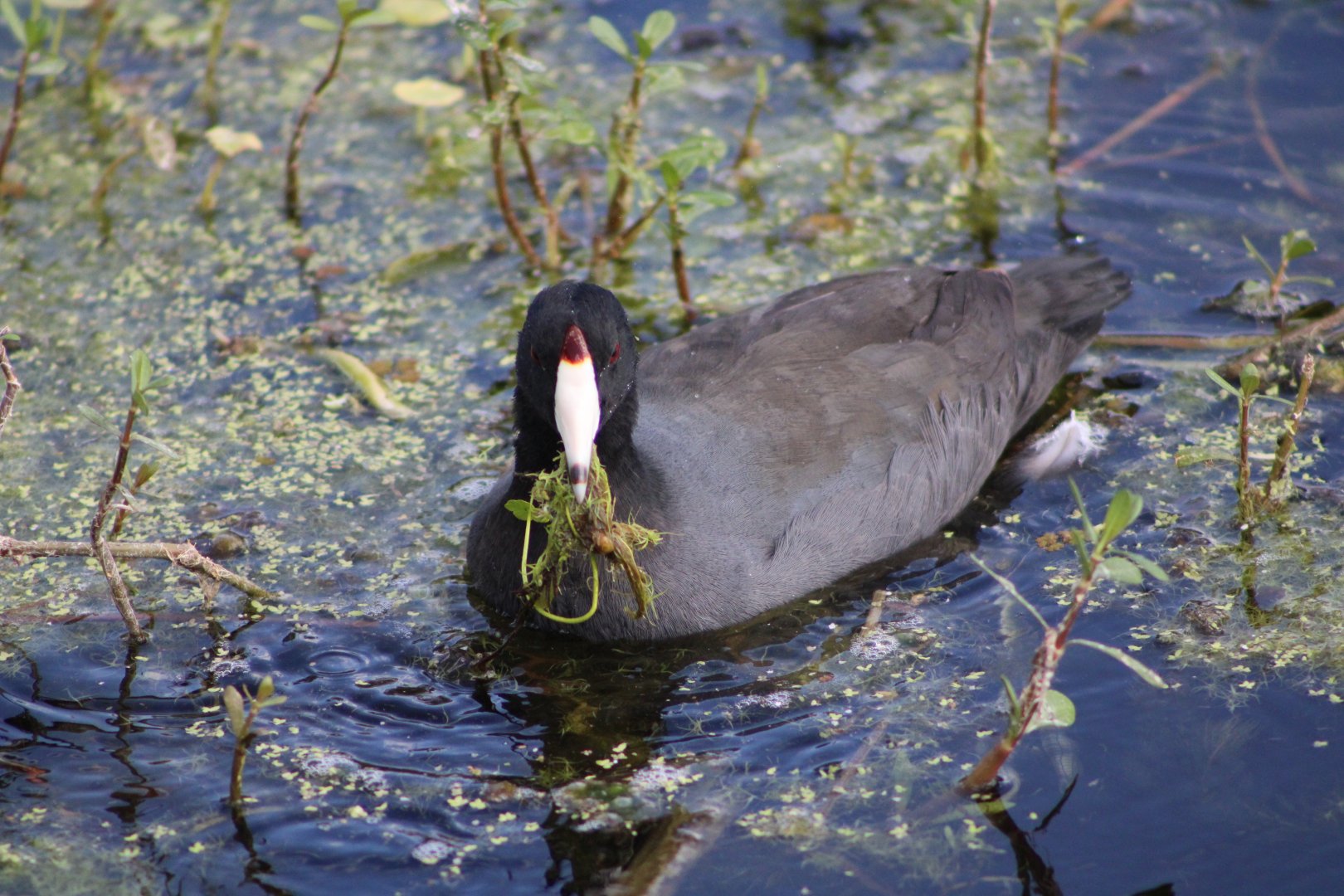 American Coot (Fulica americana)